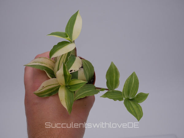 Tradescantia fluminensis Yellow Hill con hojas verdes y amarillas