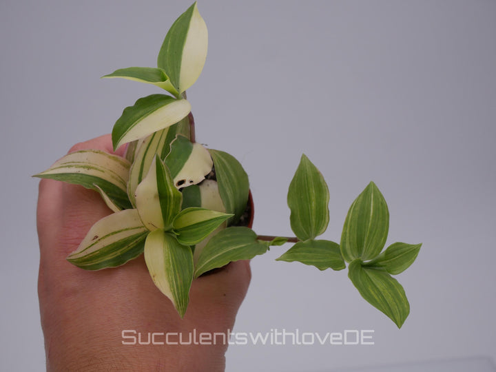 Tradescantia Fluminensis 'Yellow Hill' - schöne Pflanze in grün und gelb - Steckling oder Pflanze