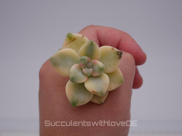 Pachyphytum 'Apricot Beauty' variegated - schöne und sehr seltene Sukkulente - Vermehrungsblatt oder Pflanze