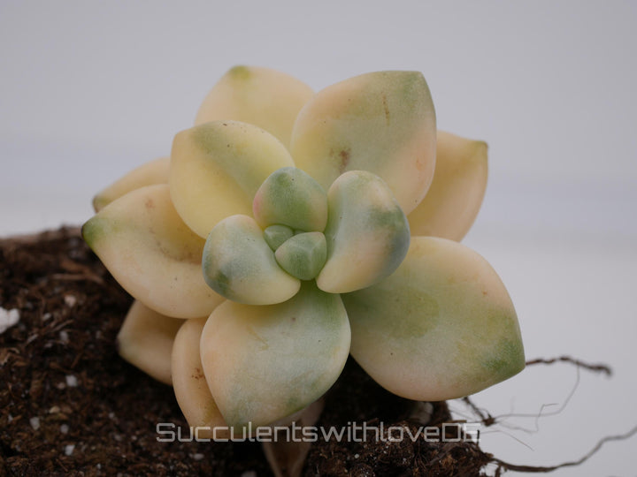 Pachyphytum 'Apricot Beauty' variegated - schöne und sehr seltene Sukkulente - Vermehrungsblatt oder Pflanze