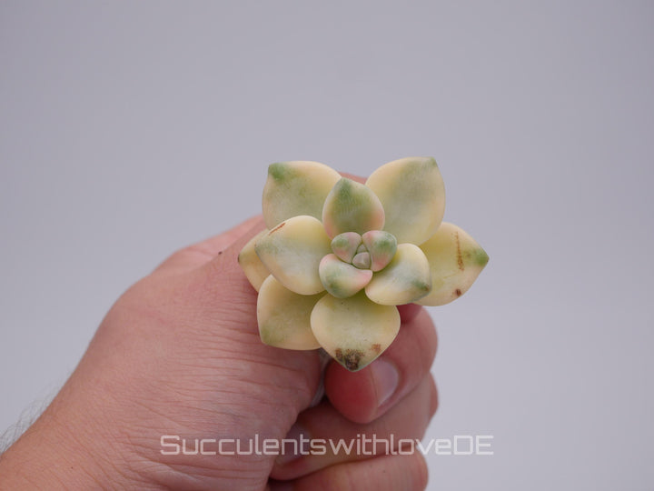 Pachyphytum 'Apricot Beauty' variegated - schöne und sehr seltene Sukkulente - Vermehrungsblatt oder Pflanze