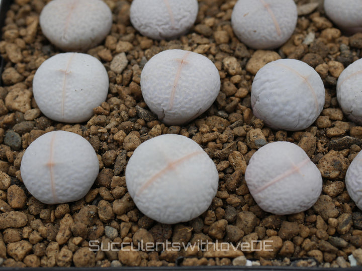 Dinteranthus Pole-Evansii 'Golfball' | Split Rock Living Stone Succulents