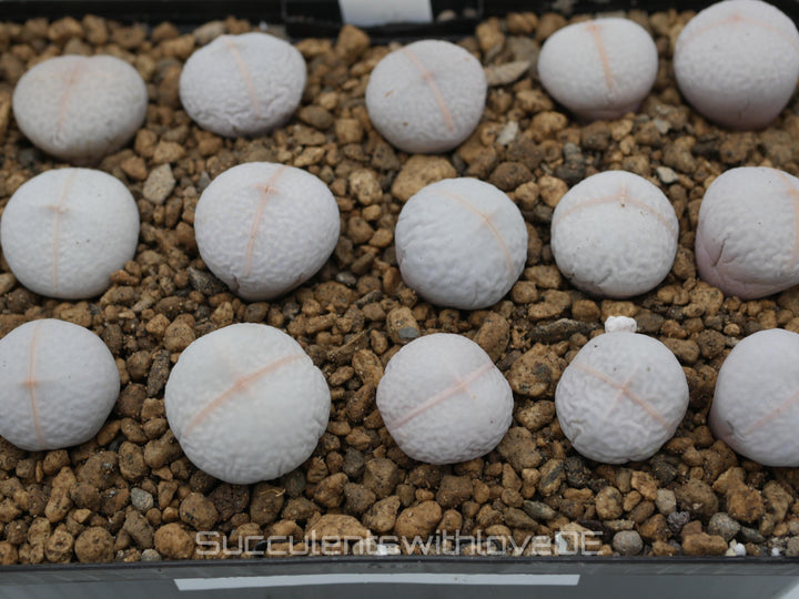 Dinteranthus Pole-Evansii 'Golfball' | Split Rock Living Stone Succulents