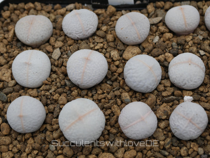 Dinteranthus Pole-Evansii 'Golfball' | Split Rock Living Stone Succulents