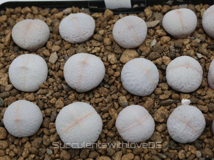 Dinteranthus Pole-Evansii 'Golfball' | Split Rock Living Stone Succulents