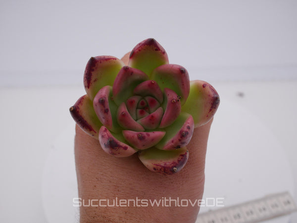 Echeveria agavoides 'Romeo' Hybrid - schöne und seltene Sukkulente - Sukkulente - Pflanze * Korea Import *