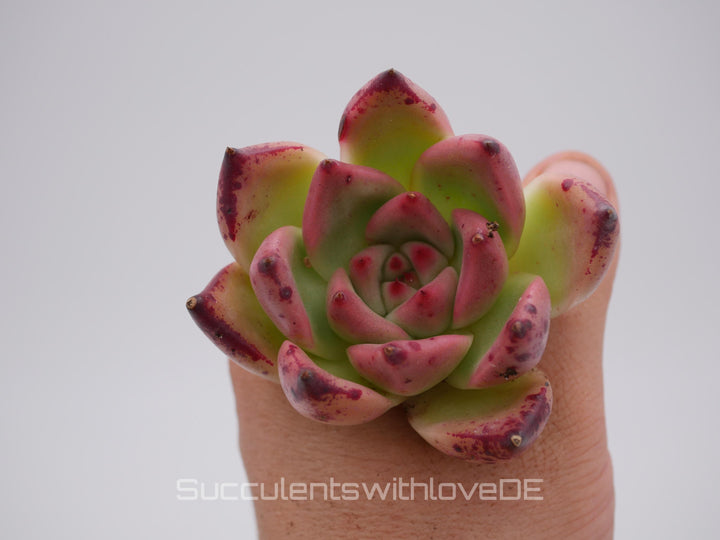 Echeveria agavoides 'Romeo' Hybrid - schöne und seltene Sukkulente - Sukkulente - Pflanze * Korea Import *