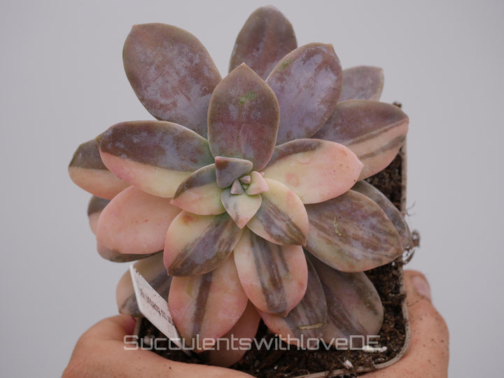 Graptopetalum pentandrum ssp superbum variegated - extrem seltene Sukkulente - Pflanze