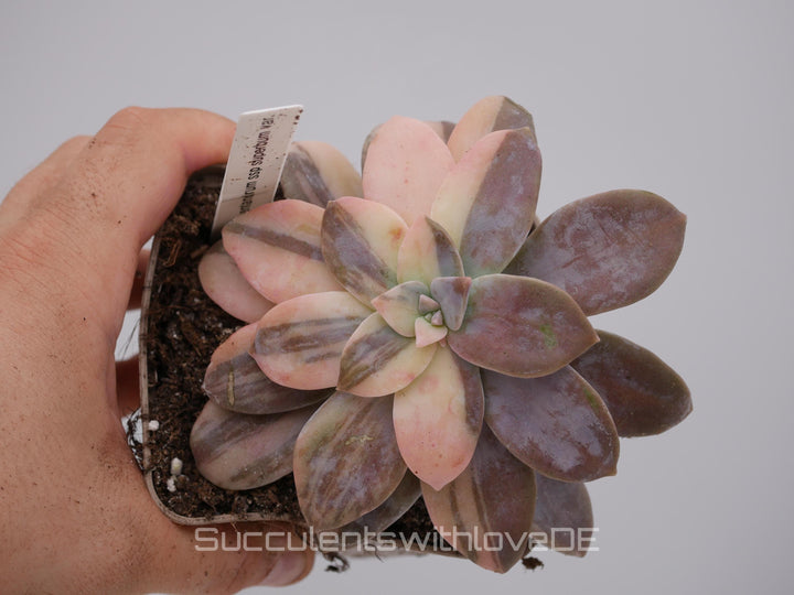 Graptopetalum pentandrum ssp superbum variegated - extrem seltene Sukkulente - Pflanze