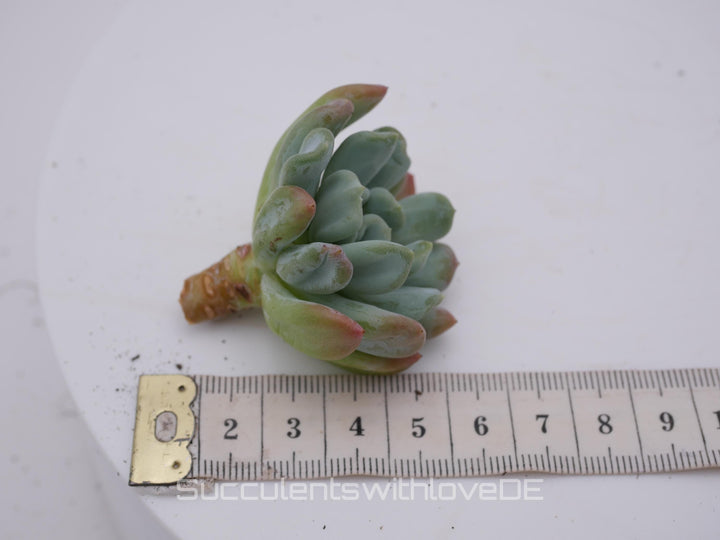 Echeveria 'Iceland' - schöne und seltene Sukkulente - Sukkulente - Pflanze * Korea Import *