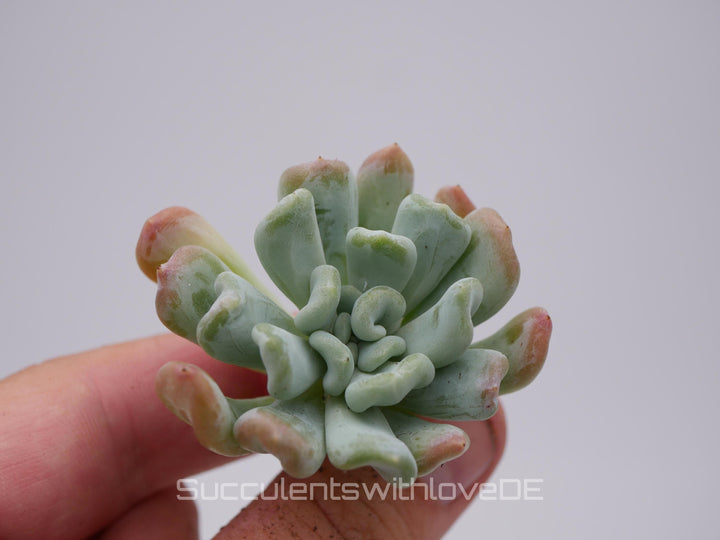 Echeveria 'Iceland' - schöne und seltene Sukkulente - Sukkulente - Pflanze * Korea Import *