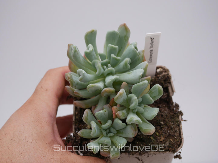 Echeveria 'Iceland' - schöne und seltene Sukkulente - Sukkulente - Pflanze * Korea Import *