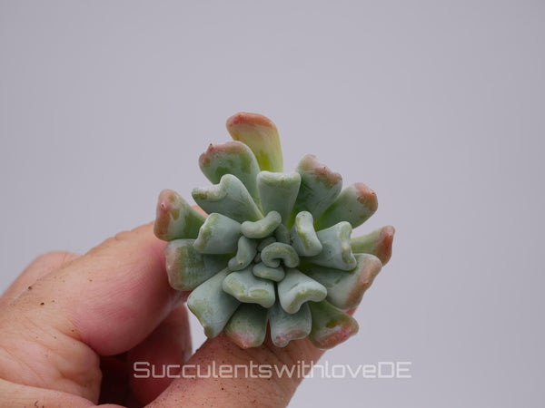 Echeveria 'Iceland' - schöne und seltene Sukkulente - Sukkulente - Pflanze * Korea Import *