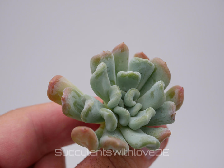 Echeveria 'Iceland' - schöne und seltene Sukkulente - Sukkulente - Pflanze * Korea Import *