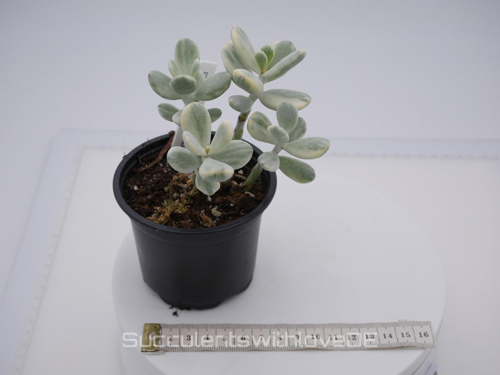 Cotyledon orbiculata cv variegated - sehr seltene und bunte Sukkulente aus Korea - Pflanze * Korea Import * #101