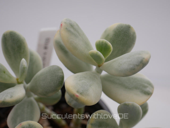 Cotyledon orbiculata cv variegated - sehr seltene und bunte Sukkulente aus Korea - Pflanze * Korea Import * #101