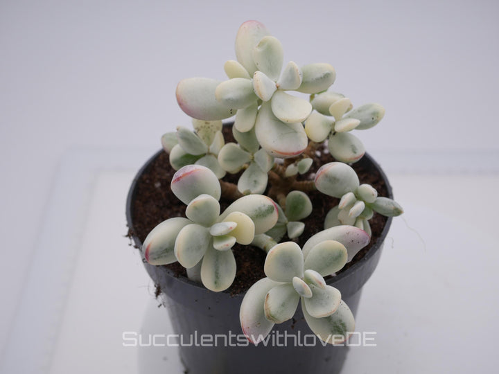 Cotyledon orbiculata cv variegated - sehr seltene und bunte Sukkulente aus Korea - Pflanze * Korea Import * #103