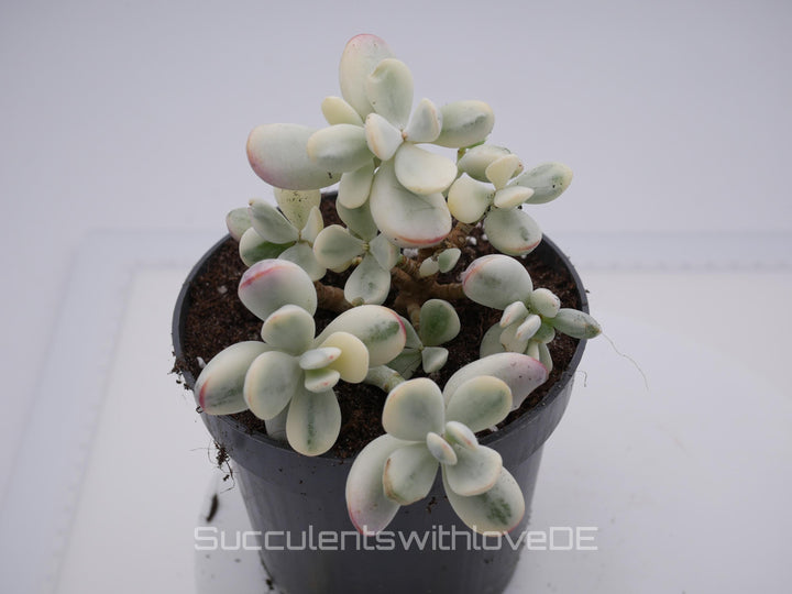 Cotyledon orbiculata cv variegated - sehr seltene und bunte Sukkulente aus Korea - Pflanze * Korea Import * #103