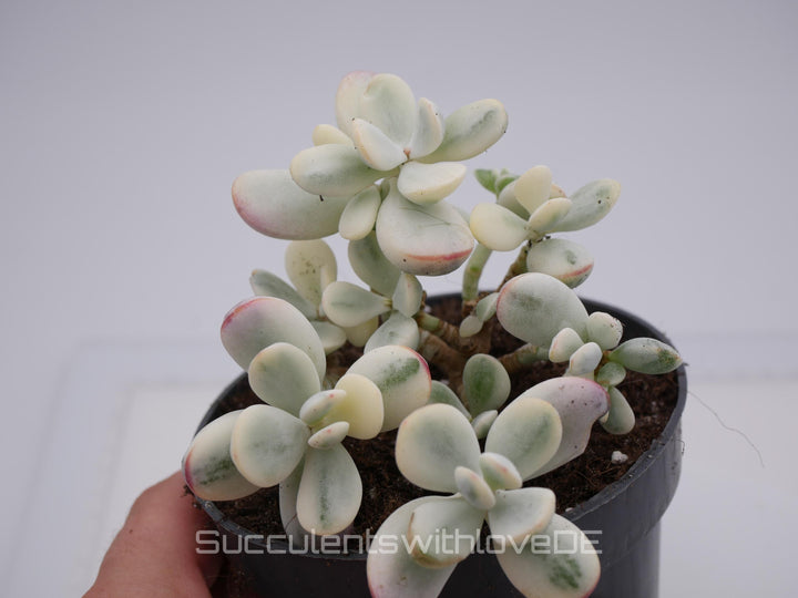 Cotyledon orbiculata cv variegated - sehr seltene und bunte Sukkulente aus Korea - Pflanze * Korea Import * #103