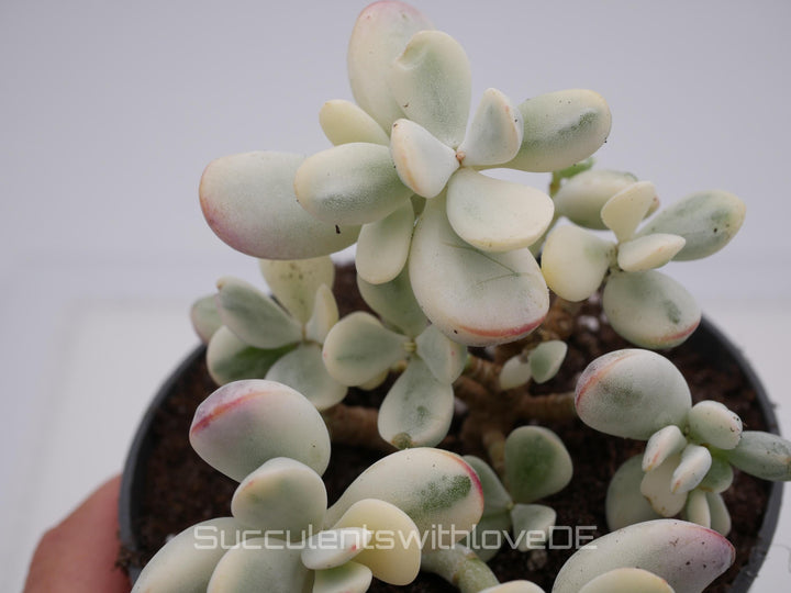 Cotyledon orbiculata cv variegated - sehr seltene und bunte Sukkulente aus Korea - Pflanze * Korea Import * #103