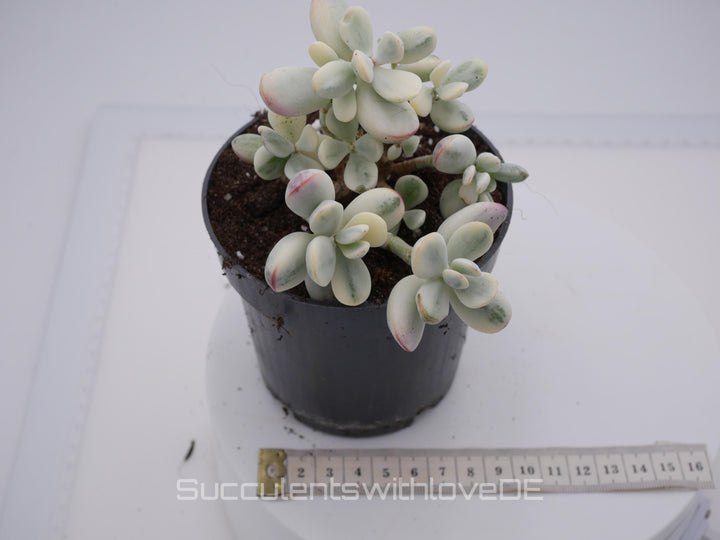 Cotyledon orbiculata cv variegated - sehr seltene und bunte Sukkulente aus Korea - Pflanze * Korea Import * #103