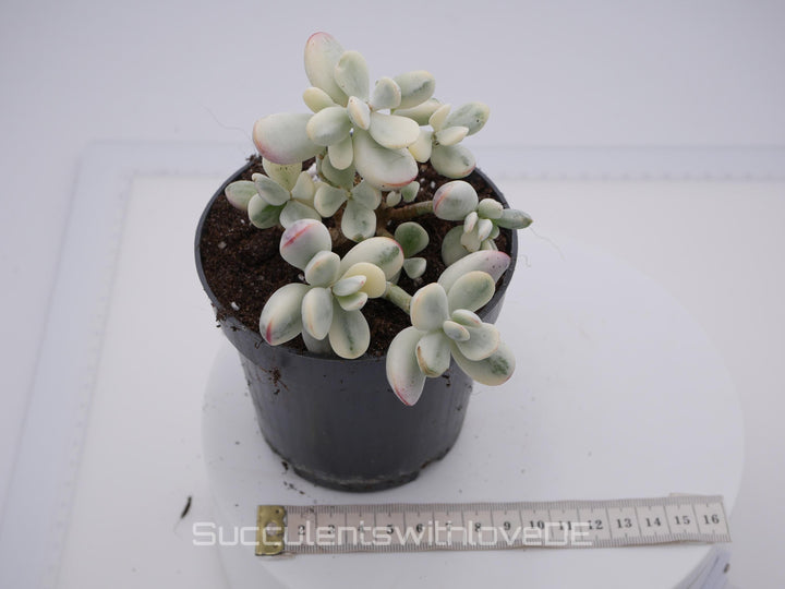 Cotyledon orbiculata cv variegated - sehr seltene und bunte Sukkulente aus Korea - Pflanze * Korea Import * #103