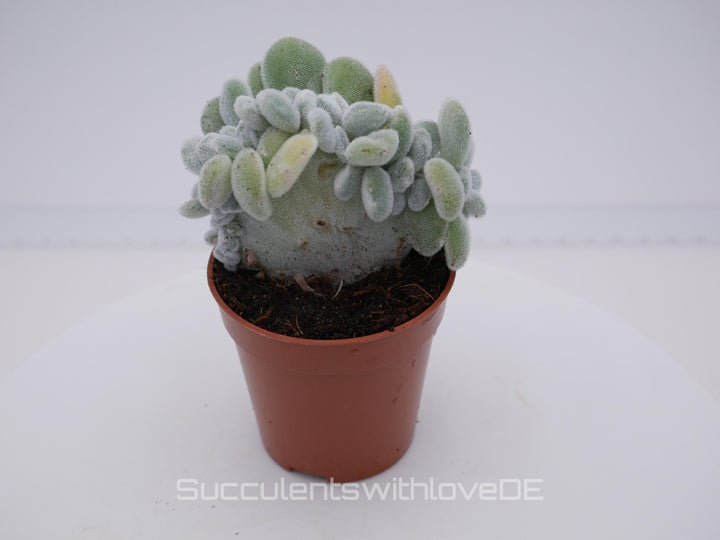 Echeveria pulvinata "Frosty" f. cristata - seltene Sukkulente - Pflanze oder Vermehrungsblätter