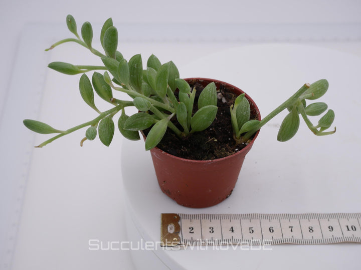 Senecio Herreianus 'String of Watermelon' - SELTEN - Steckling oder im 5,5cm Topf