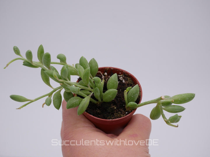 Senecio Herreianus 'String of Watermelon' - SELTEN - Steckling oder im 5,5cm Topf