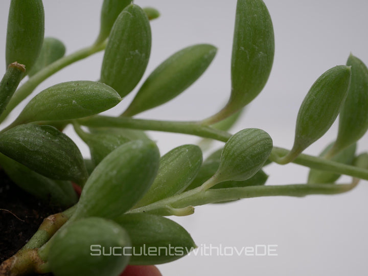 Senecio Herreianus 'String of Watermelon' - SELTEN - Steckling oder im 5,5cm Topf