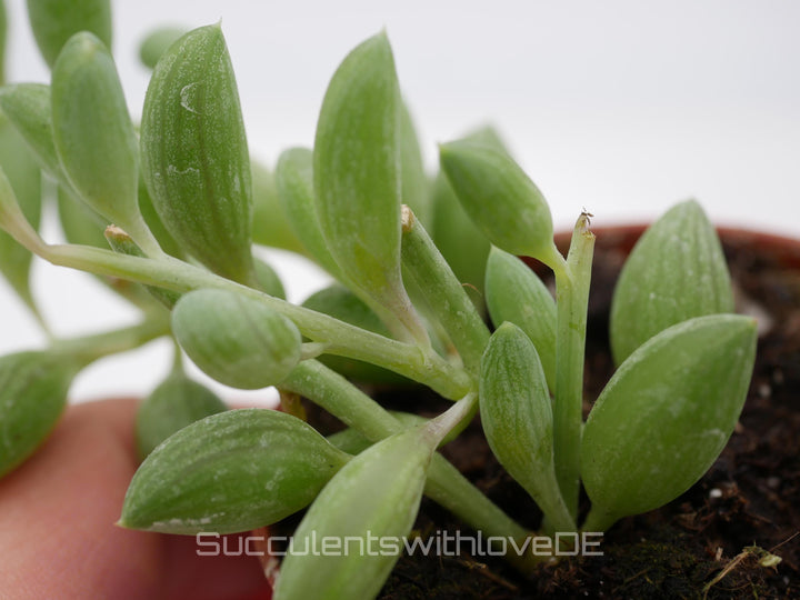 Senecio Herreianus 'String of Watermelon' - SELTEN - Steckling oder im 5,5cm Topf