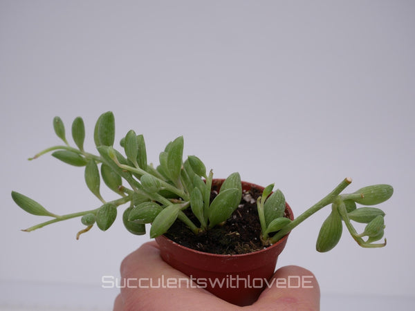 Senecio herreianus String of Watermelon – suculenta rara con hojas de patrón similar a la sandía