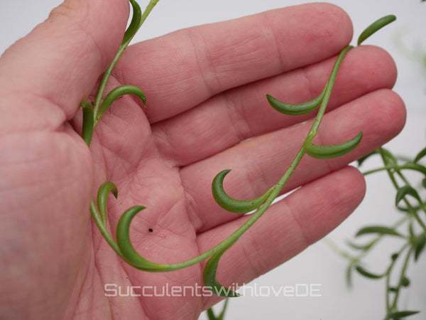 Senecio radicans String of Bananas – hojas verdes en forma de plátano sobre tallos colgantes