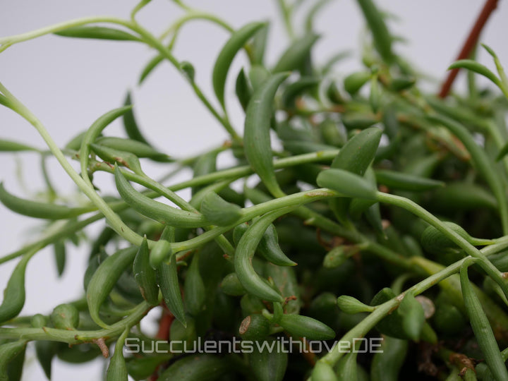 Senecio radicans 'String of Bananas' - 2 x Stecklinge oder im 5,5cm Topf