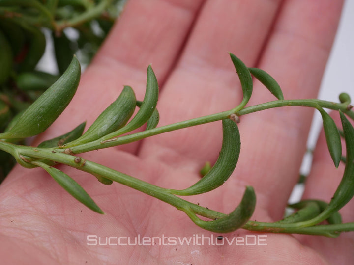 Senecio radicans 'String of Bananas' - 2 x Stecklinge oder im 5,5cm Topf