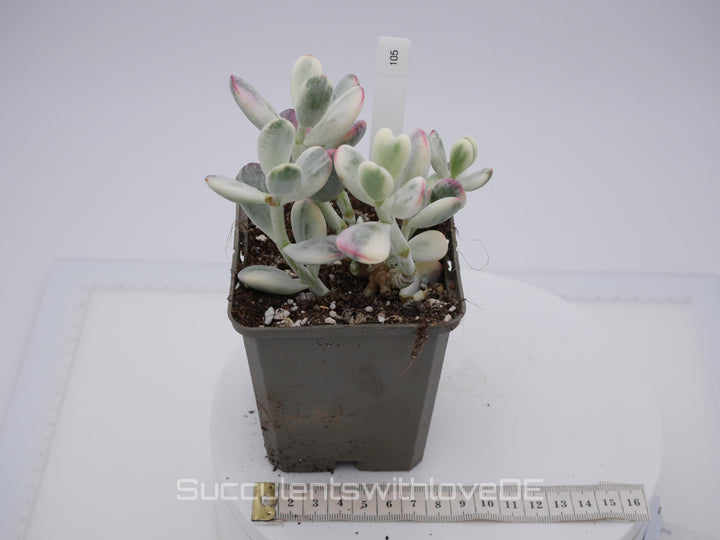 Cotyledon orbiculata cv variegated - sehr seltene und bunte Sukkulente aus Korea - Pflanze * Korea Import * #105