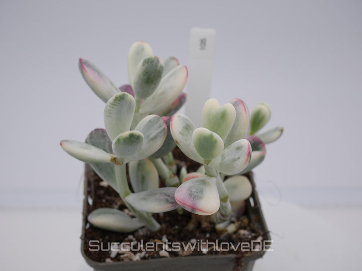 Cotyledon orbiculata cv variegated - sehr seltene und bunte Sukkulente aus Korea - Pflanze * Korea Import * #105