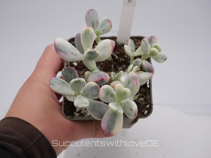 Cotyledon orbiculata cv variegated - sehr seltene und bunte Sukkulente aus Korea - Pflanze * Korea Import * #105