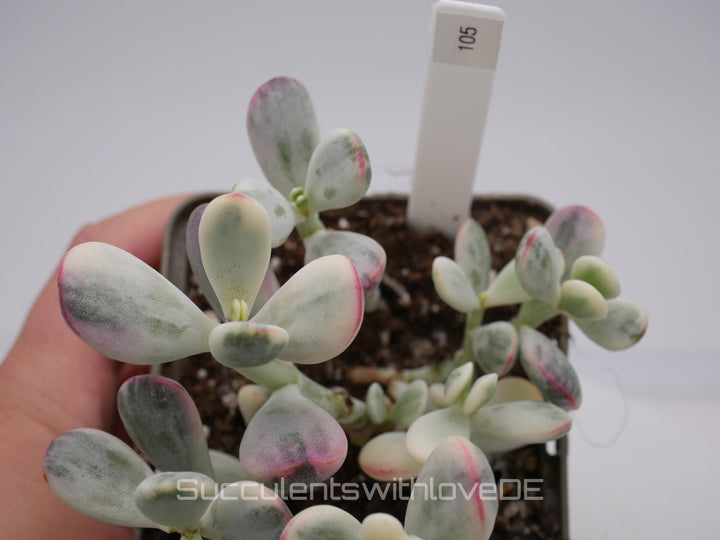 Cotyledon orbiculata cv variegated - sehr seltene und bunte Sukkulente aus Korea - Pflanze * Korea Import * #105