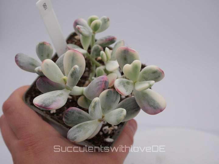 Cotyledon orbiculata cv variegated - sehr seltene und bunte Sukkulente aus Korea - Pflanze * Korea Import * #105