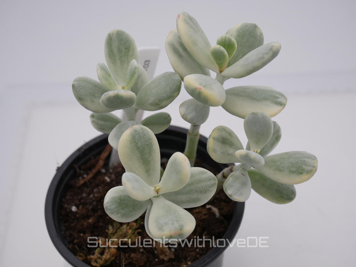 Cotyledon orbiculata cv variegated - sehr seltene und bunte Sukkulente aus Korea - Pflanze * Korea Import * #101