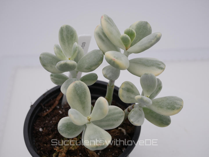 Cotyledon orbiculata cv variegated - sehr seltene und bunte Sukkulente aus Korea - Pflanze * Korea Import * #101