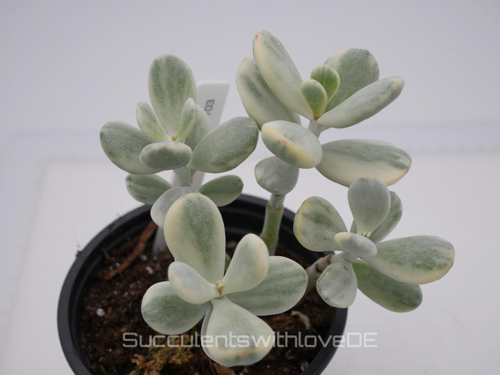 Cotyledon orbiculata cv variegated - sehr seltene und bunte Sukkulente aus Korea - Pflanze * Korea Import * #101