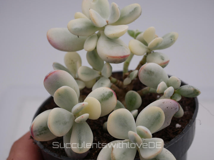 Cotyledon orbiculata cv variegated - sehr seltene und bunte Sukkulente aus Korea - Pflanze * Korea Import * #103