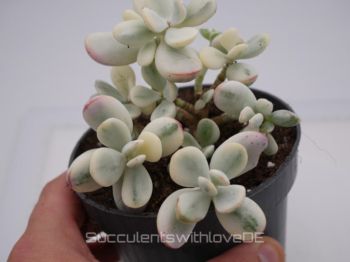 Cotyledon orbiculata cv variegated - sehr seltene und bunte Sukkulente aus Korea - Pflanze * Korea Import * #103