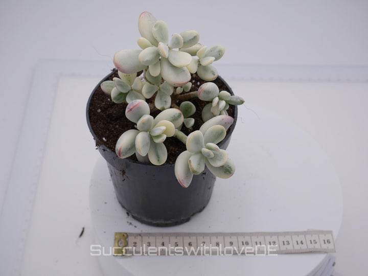 Cotyledon orbiculata cv variegated - sehr seltene und bunte Sukkulente aus Korea - Pflanze * Korea Import * #103