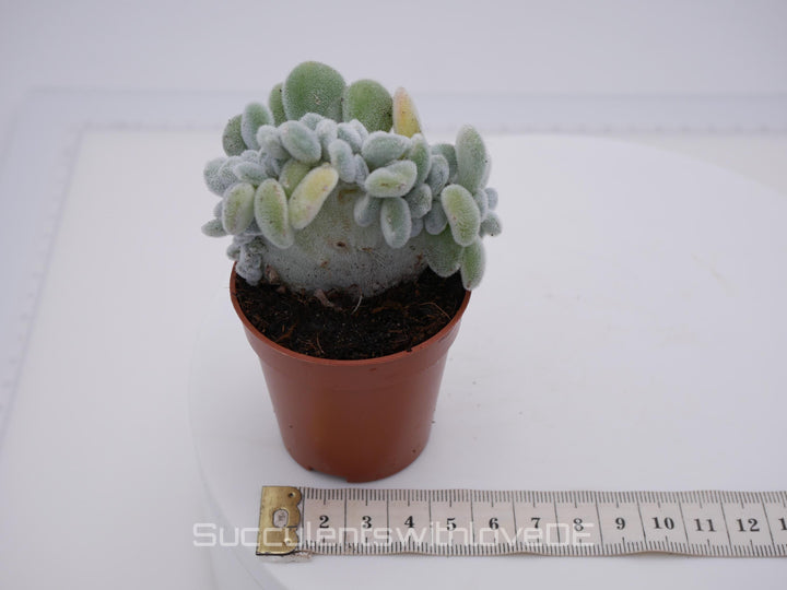 Echeveria pulvinata "Frosty" f. cristata - seltene Sukkulente - Pflanze oder Vermehrungsblätter