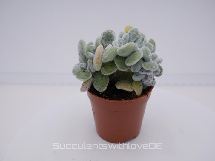 Echeveria pulvinata "Frosty" f. cristata - seltene Sukkulente - Pflanze oder Vermehrungsblätter