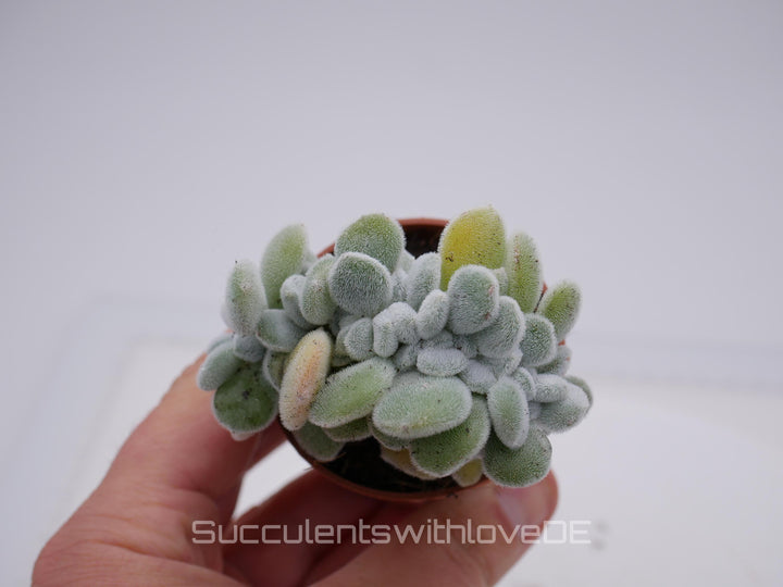 Echeveria pulvinata "Frosty" f. cristata - seltene Sukkulente - Pflanze oder Vermehrungsblätter