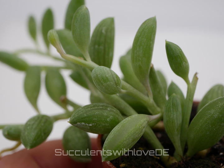 Senecio Herreianus 'String of Watermelon' - SELTEN - Steckling oder im 5,5cm Topf